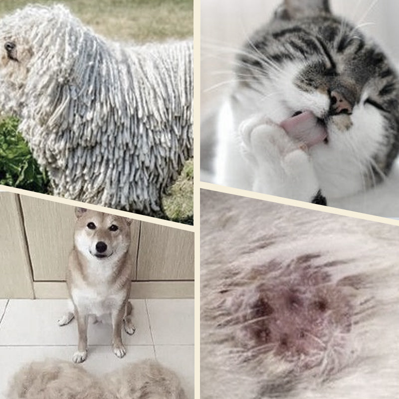 Gentle Coat Care Brush | Buy 1 Get 1 Free