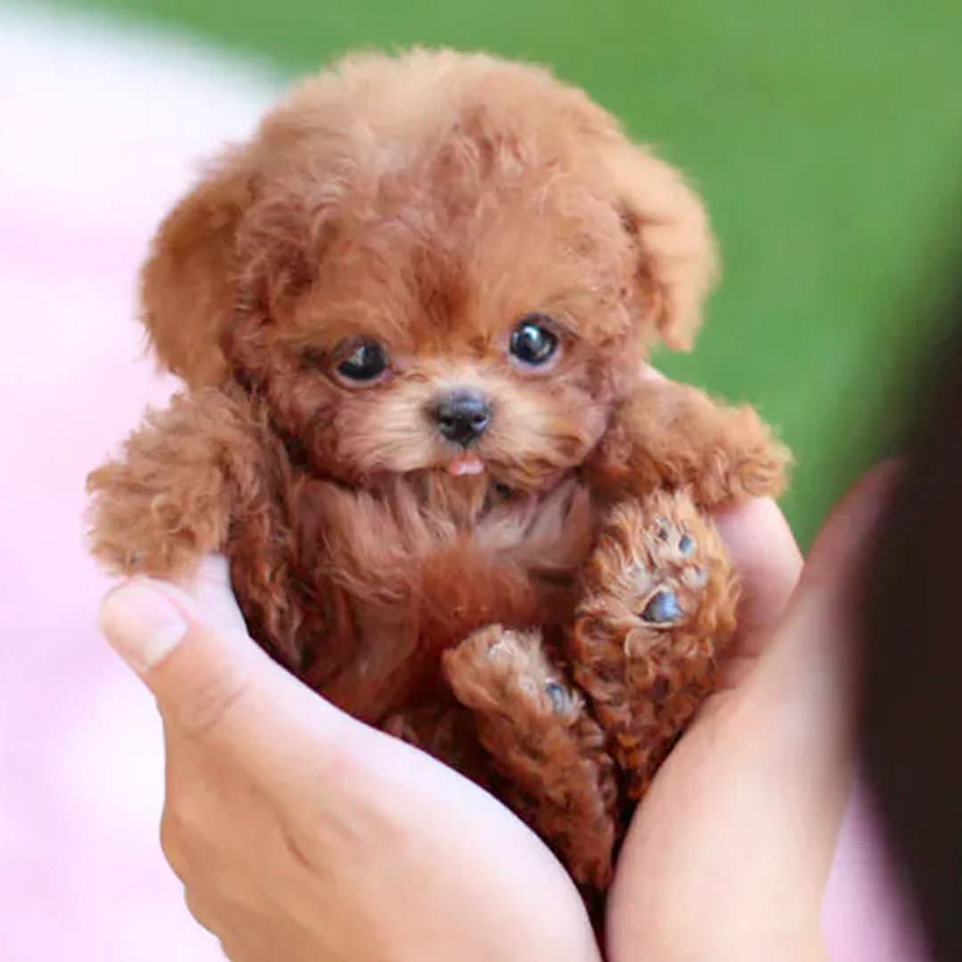 Realistic Touch-Responsive Plush Dog for Children