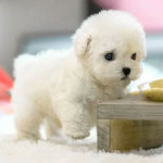 Realistic Touch-Responsive Plush Dog for Children