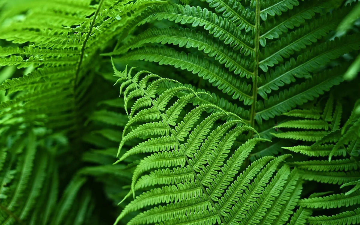 UV-Resistant Outdoor Greenery