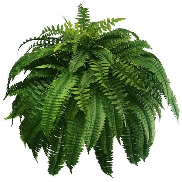 UV-Resistant Outdoor Greenery
