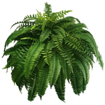 UV-Resistant Outdoor Greenery