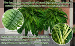 UV-Resistant Outdoor Greenery