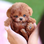 Interactive Robot Puppy Toy | Walks, Barks, and Responds