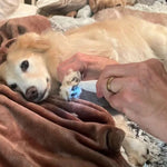 Silent Pet Trimmer – Quiet Fur Trimmer for Sensitive Areas on Dogs & Cats