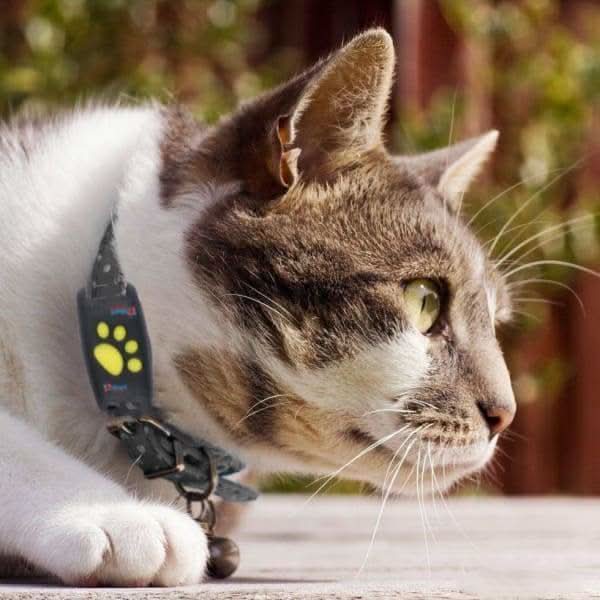 GPS Cat Tracker Collar for Real-Time Location Monitoring and Pet Safety