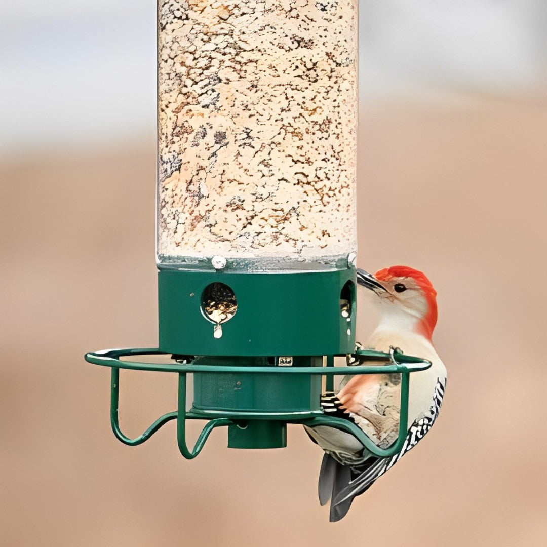 Squirrel-Proof Bird Feeder for Effortless Backyard Birdwatching