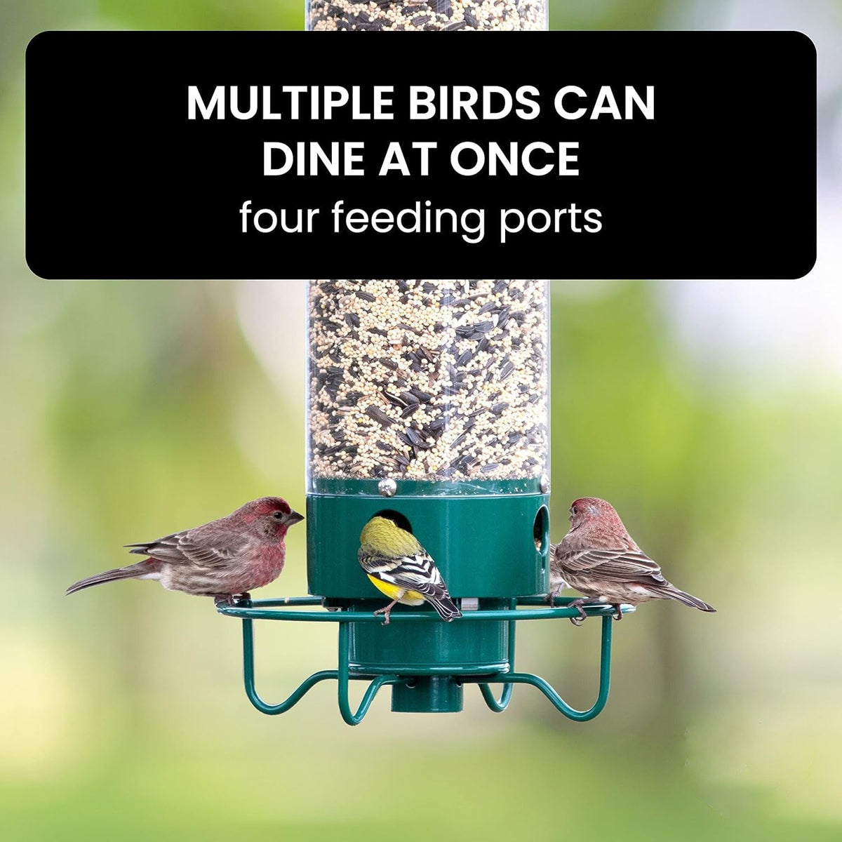 Squirrel-Proof Bird Feeder for Effortless Backyard Birdwatching