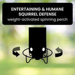 Squirrel-Proof Bird Feeder for Effortless Backyard Birdwatching