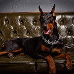 Adjustable Dog Training Collar with Rubberized Prongs