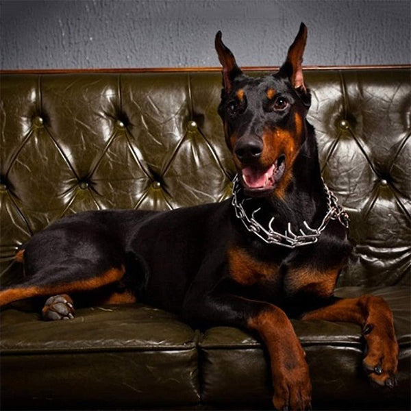 Adjustable Dog Training Collar with Rubberized Prongs