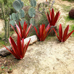 Waterproof Eternal Agave Rustic Sculpture | 50% DISCOUNT