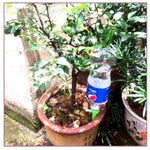 Automatic Plant Watering Spikes – Adjustable Flow Garden Aid