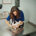 Premium Dog Clipper with Safety Sensor
