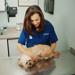Premium Dog Clipper with Safety Sensor